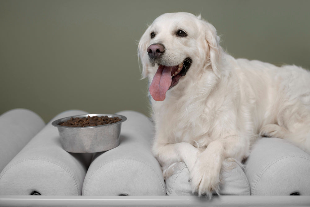 Single-Protein Diets for Dogs: The Best Choice for Digestion, Allergies, and Overall Health