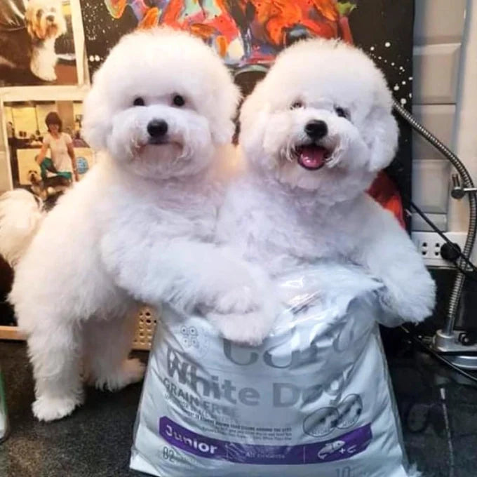 Nature's Protection - Superior Care White dogs Grain Free Salmon Adult Small and Mini Breeds
