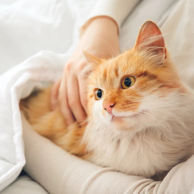 Nature's Protection - Healthy Pregnancy complementary feed for adult dogs and cats