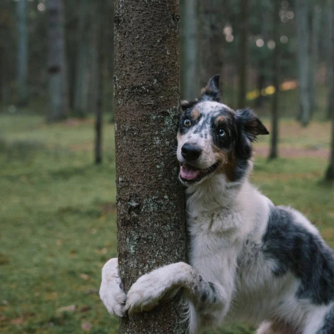 Nature's Protection - Healthy Pregnancy complementary feed for adult dogs and cats