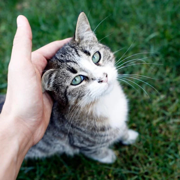Nature's Protection - Salmon Oil For Skin And Coat Of Adult Dogs And Cats