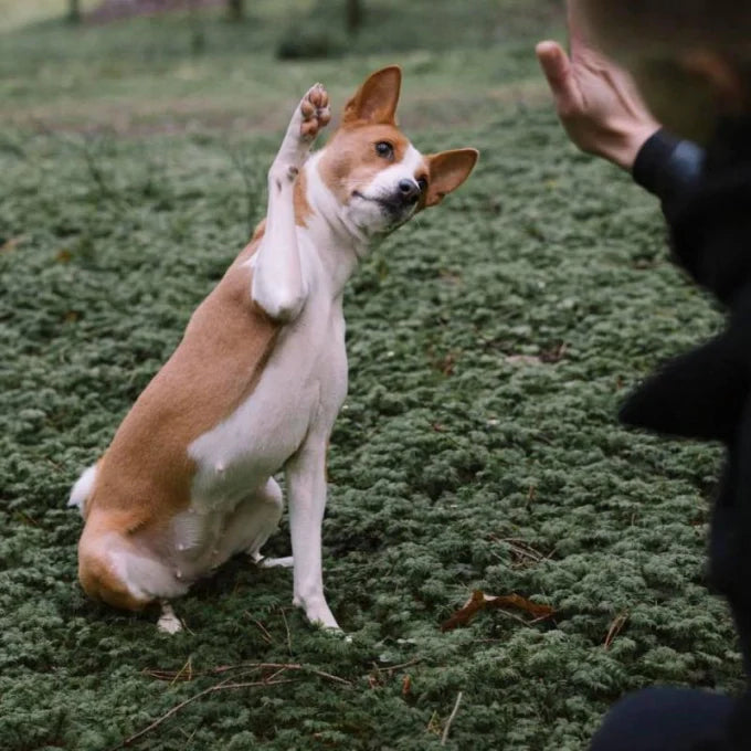 Nature's Protection - Salmon Oil For Skin And Coat Of Adult Dogs And Cats