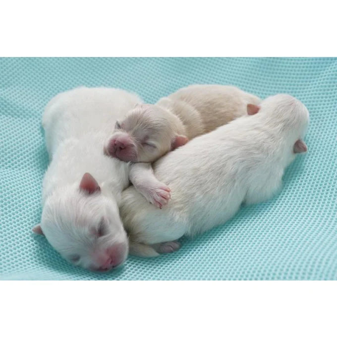 Nature's Protection - Puppy-milk Milk replacer for puppies for bone development & growth