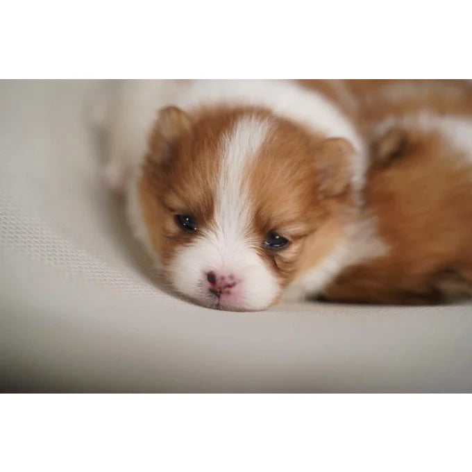 Nature's Protection - Puppy Minerals Complementary Feed For Puppies For Bone Development & Healthy Growth