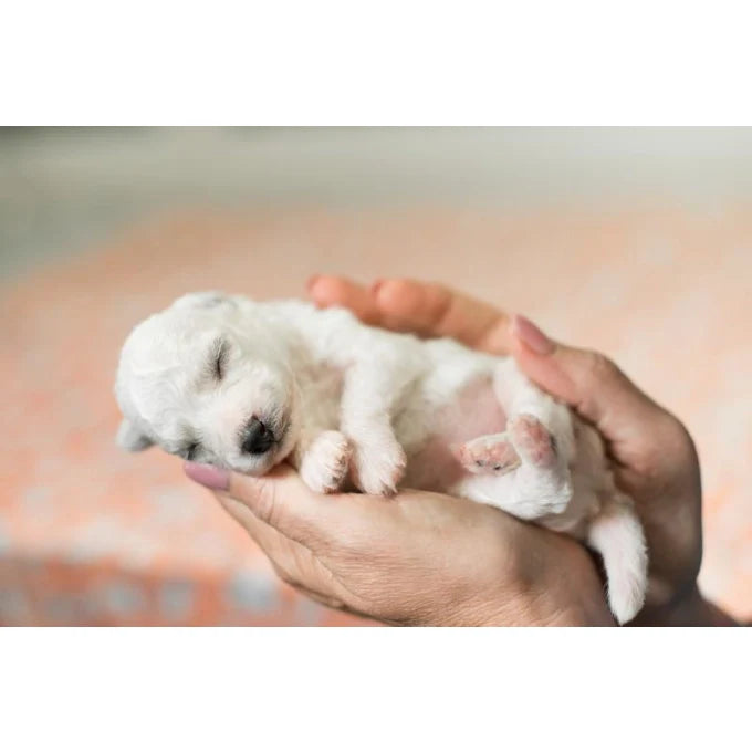 Nature's Protection - Puppy-milk Milk replacer for puppies for bone development & growth